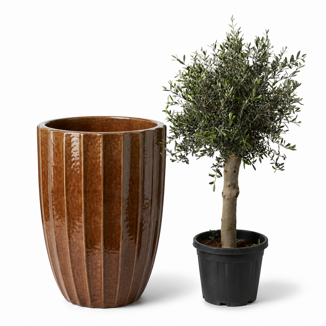 Drzewko oliwne (gruby pień) w doniczce HUGO 55×71 cm — Kora