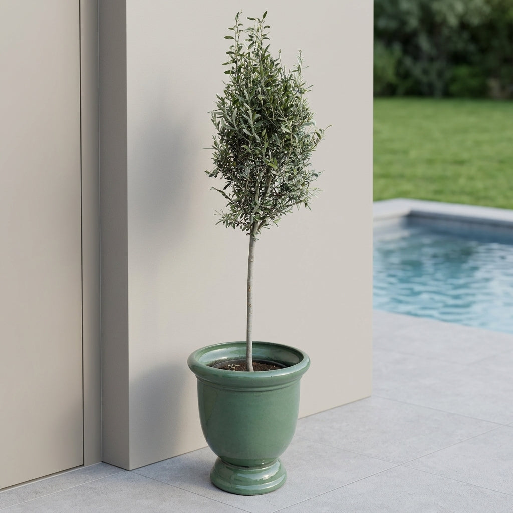 Drzewko oliwne (smukły pień) w doniczce TITAN 53×55 cm — Nefryt