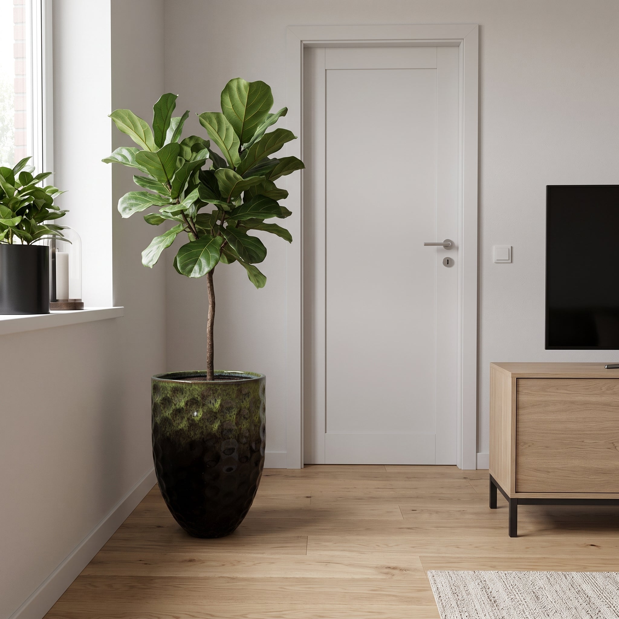 Černo zelený keramický květináč MEROVEE XL (42 x 55 cm) s rostlinou Ficus lyrata v moderním interiéru obývacího pokoje.