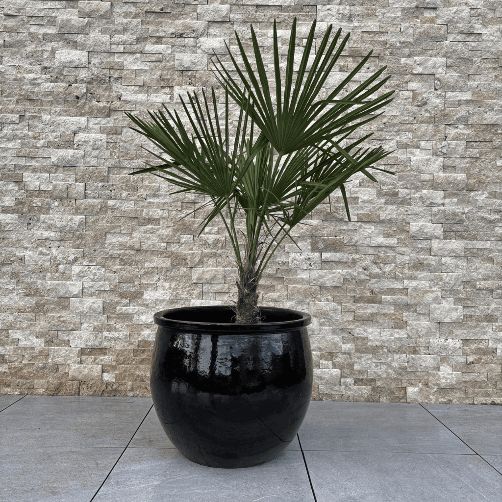 Doniczka ceramiczna Newton – Czarna, XL (55 cm x 46 cm)