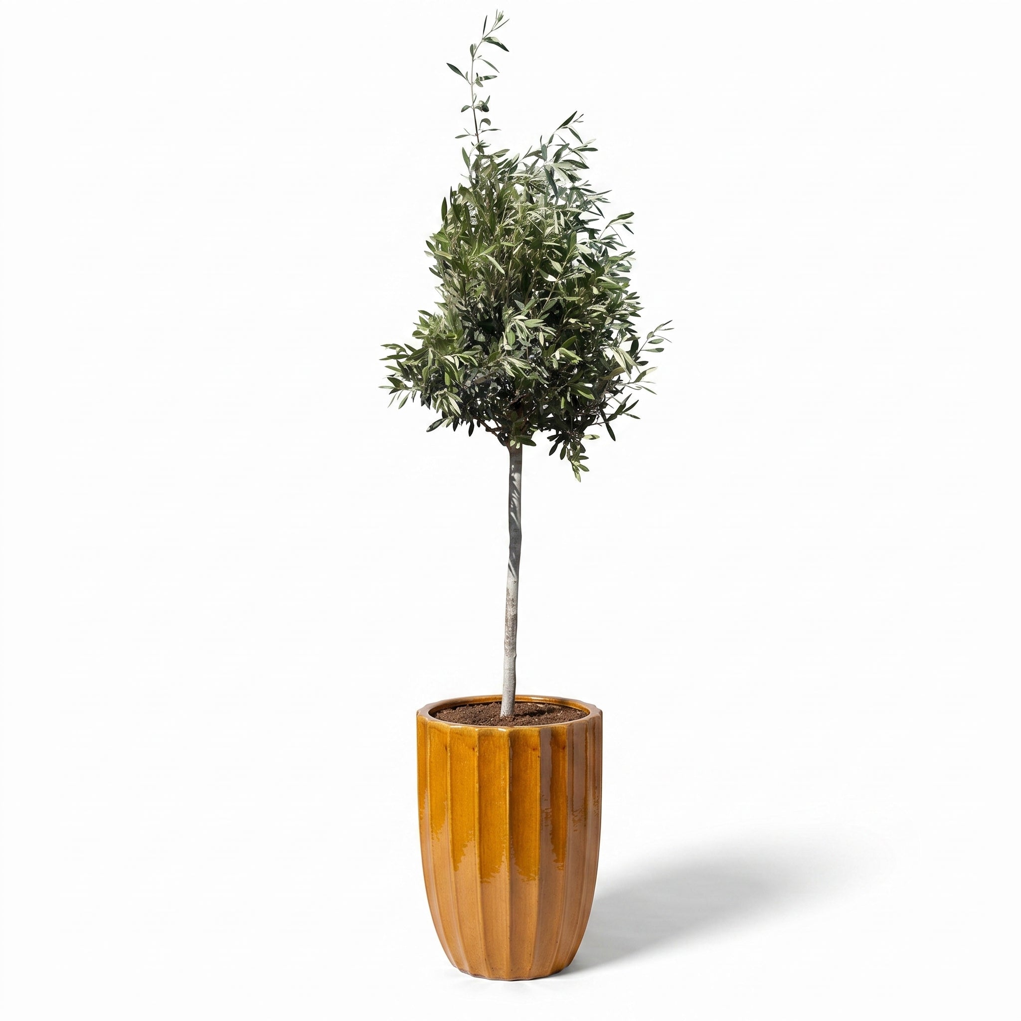Drzewko oliwne w doniczce designerska (smukły pień) 44×59 cm — klasyczny