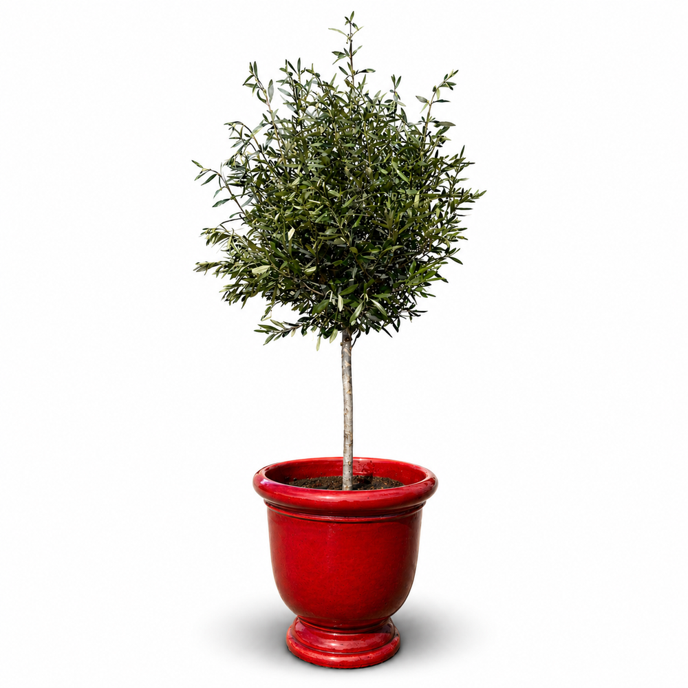 Drzewko oliwne (smukły pień) w doniczce TITAN 53×55 cm — Tropikalna czerwień
