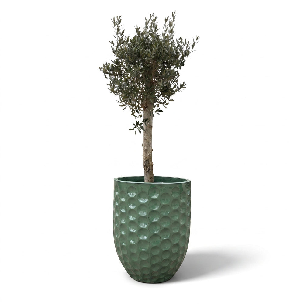 Drzewko oliwne (gruby pień) w doniczce MEROVEE 55×65 cm — Perłowy nefryt