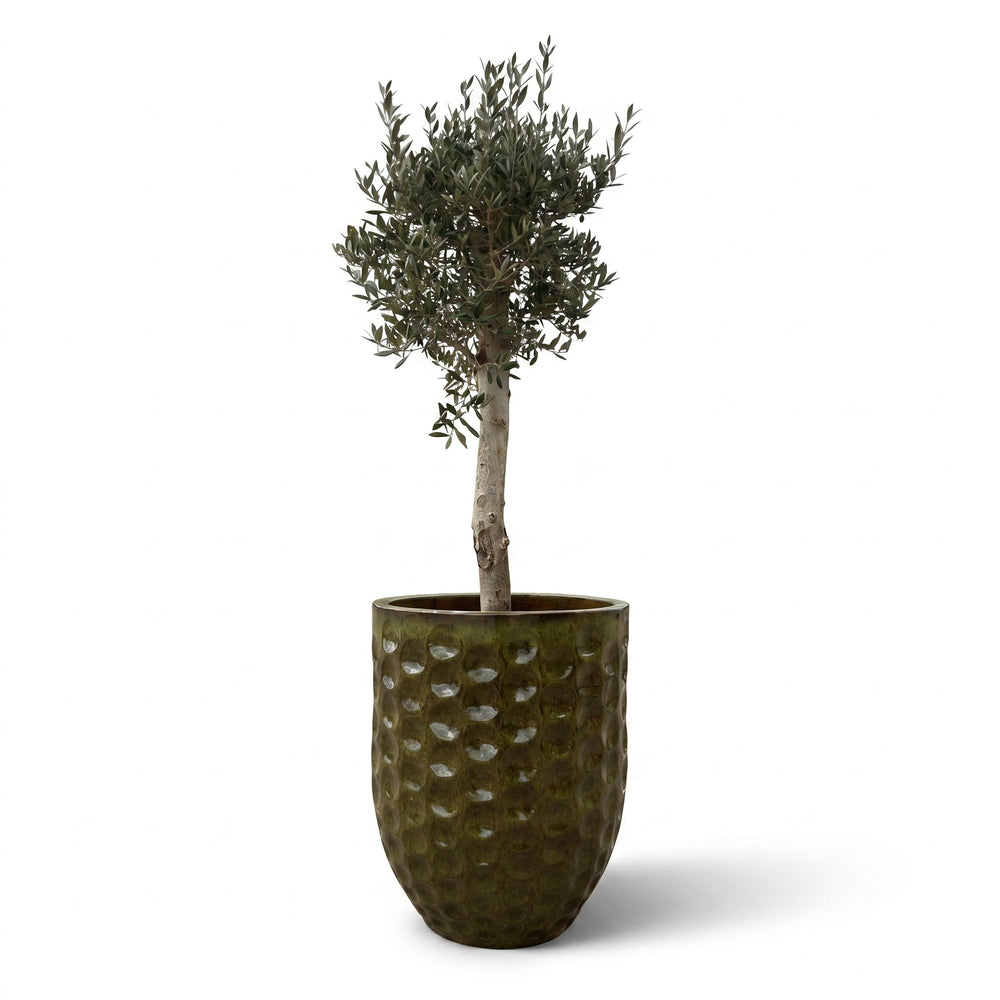 Drzewko oliwne (gruby pień) w doniczce MEROVEE 55×65 cm — Tropikalna zieleń