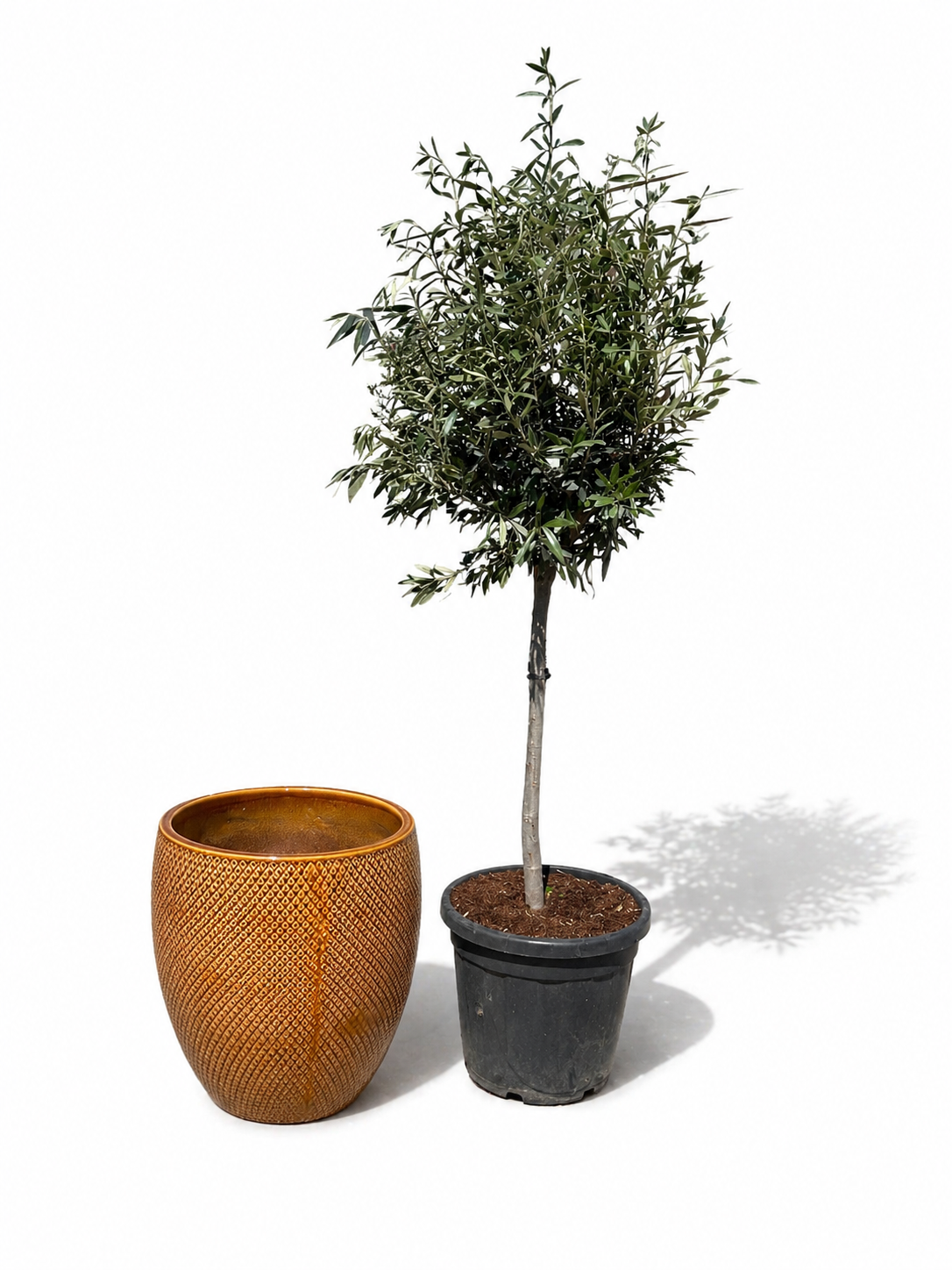 Drzewko oliwne w doniczce designerska (smukły pień) 48×52 cm — klasyczny