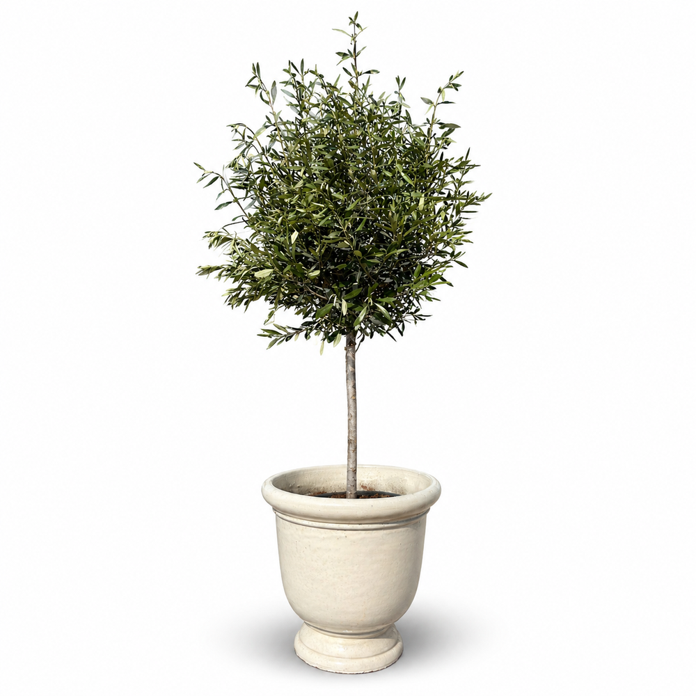Drzewko oliwne (smukły pień) w doniczce TITAN 53×55 cm — Kremowa