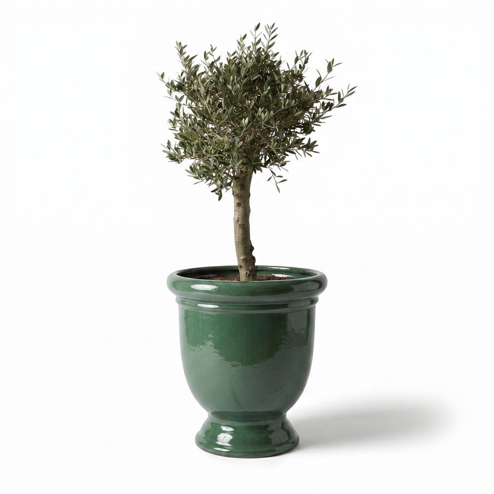 Drzewko oliwne (gruby pień) w doniczce designerska 72×75 cm — Nefryt