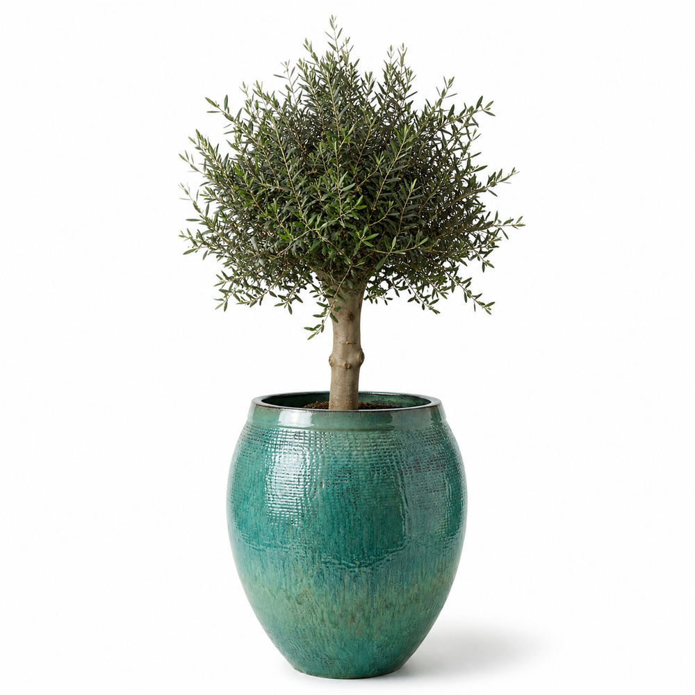 Drzewko oliwne (gruby pień) w doniczce COCOON 66×76 cm — Błękit oceaniczny