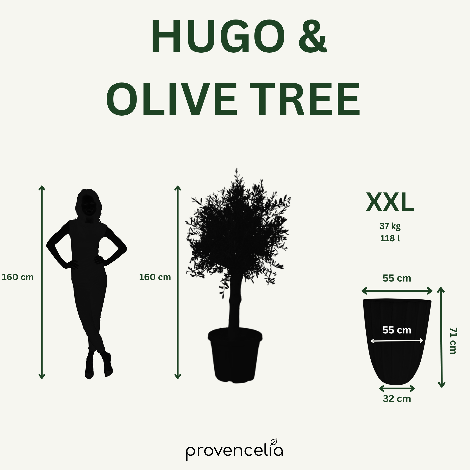 Drzewko oliwne (gruby pień) w doniczce HUGO 55×71 cm — Zieleń dżungli