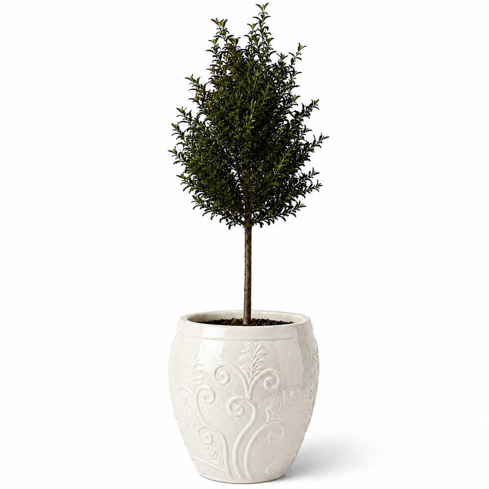 Drzewko oliwne (smukły pień) w doniczce GAIA 52×58 cm — Kremowa