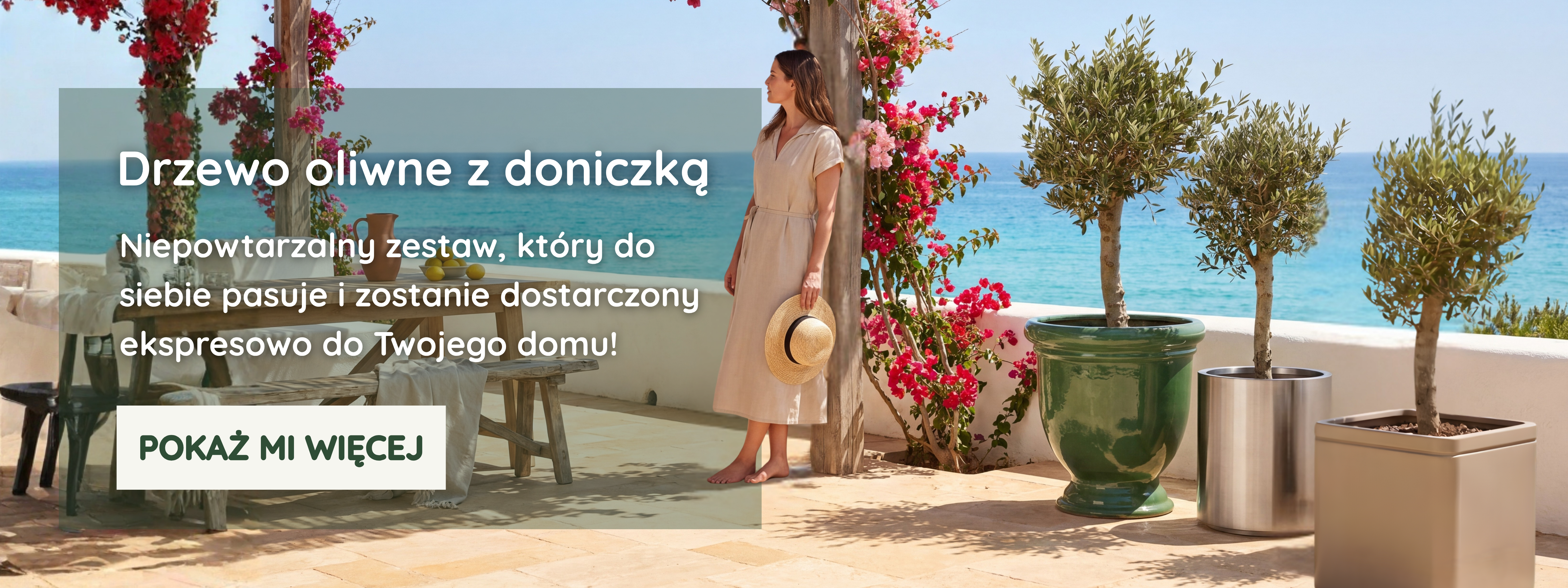 Drzewo oliwne z doniczką
