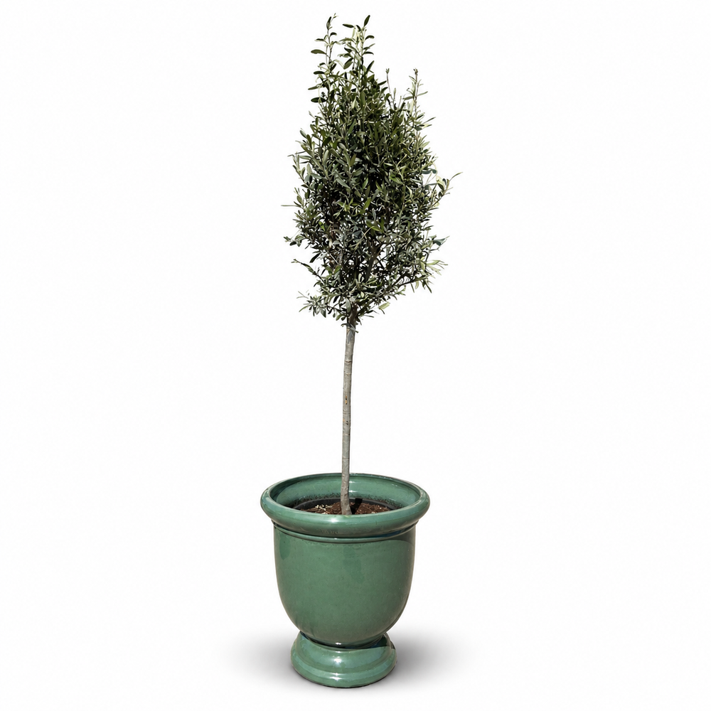 Drzewko oliwne (smukły pień) w doniczce TITAN 53×55 cm — Nefryt