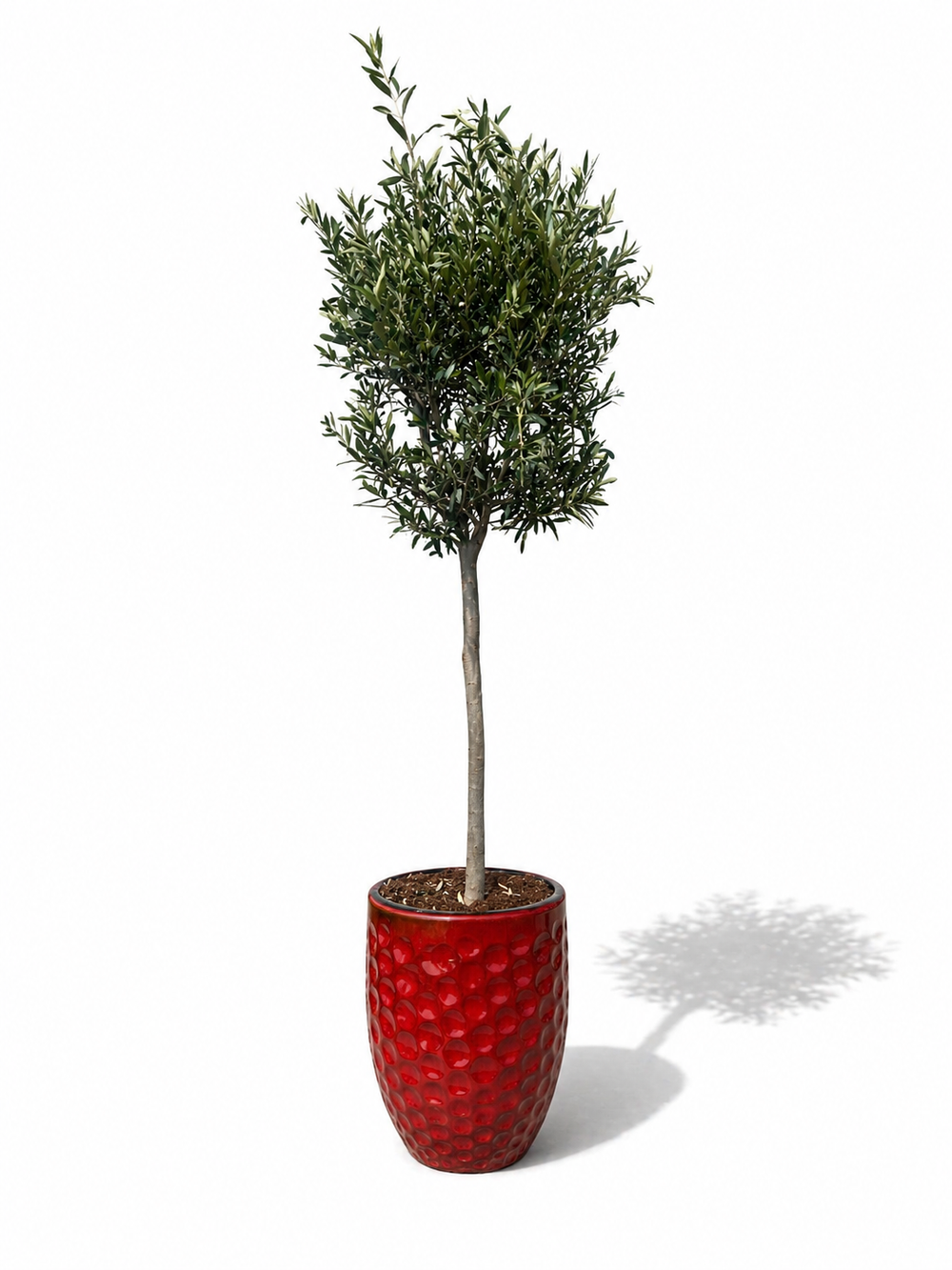Drzewko oliwne (smukły pień) w doniczce MEROVEE 42×55 cm — Tropikalna czerwień