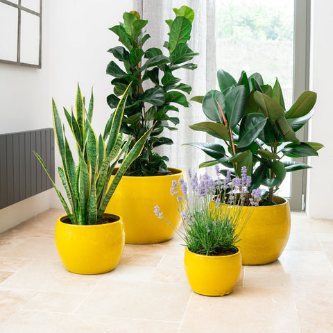 Doniczka ceramiczna Romulus - żółta