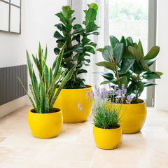 Doniczka ceramiczna Romulus - żółta