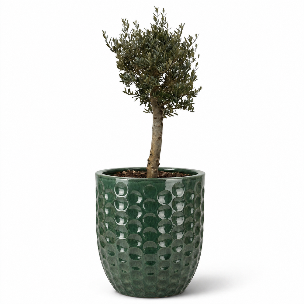 Drzewko oliwne (gruby pień) w doniczce MEROVEE 55×65 cm — Nefryt