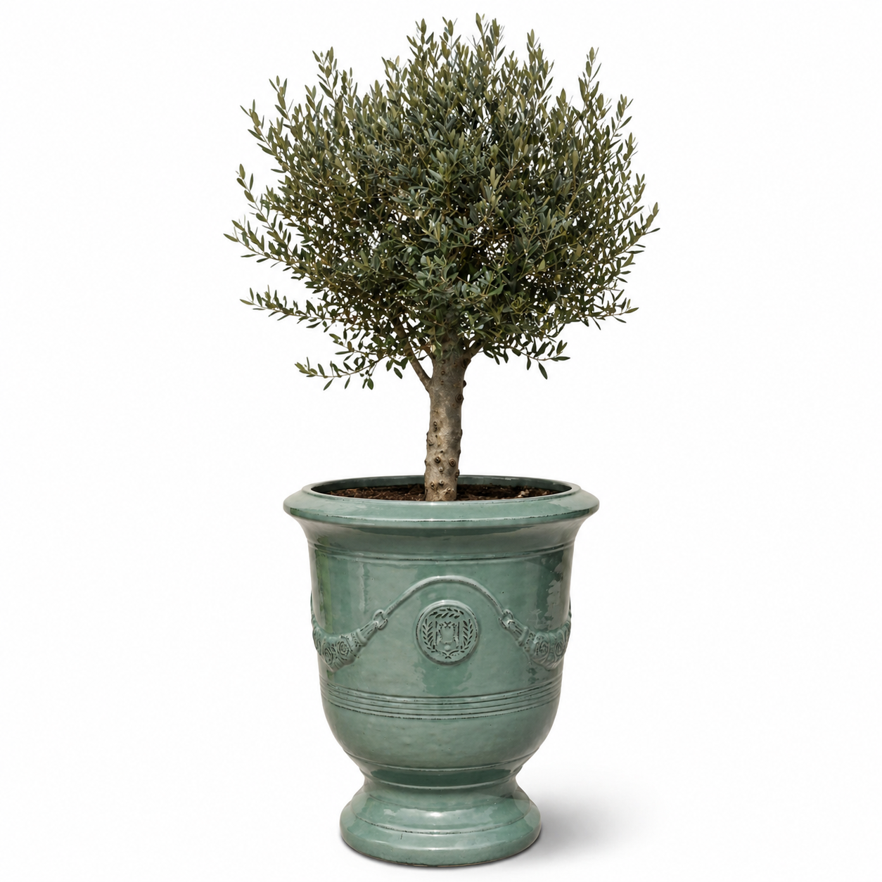 Olivovník v květináči RICHELIEU (štíhlý kmen) 46×56cm — Nefrit