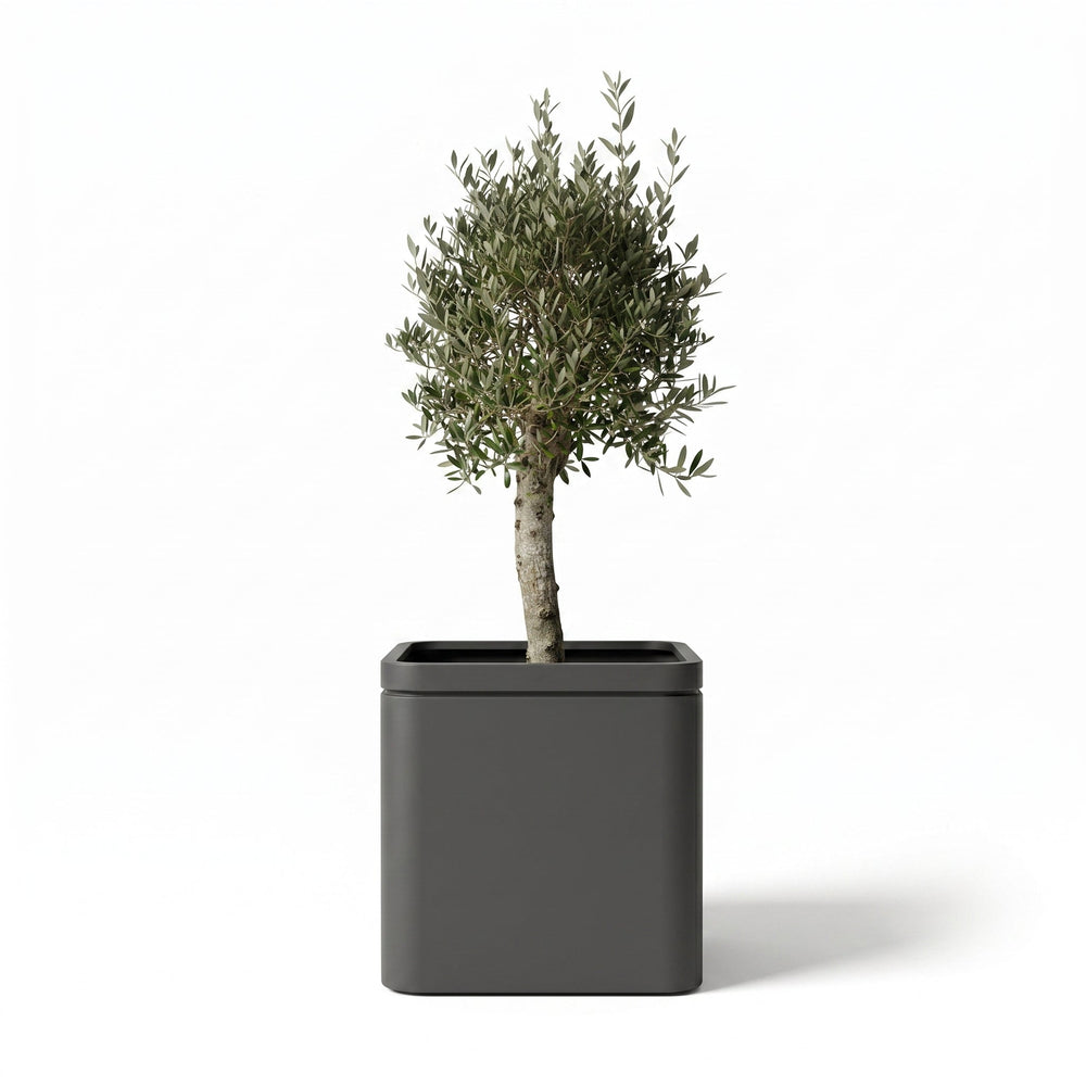 Drzewko oliwne (gruby pień) w doniczce designerska 60×60 cm — Antracytowa
