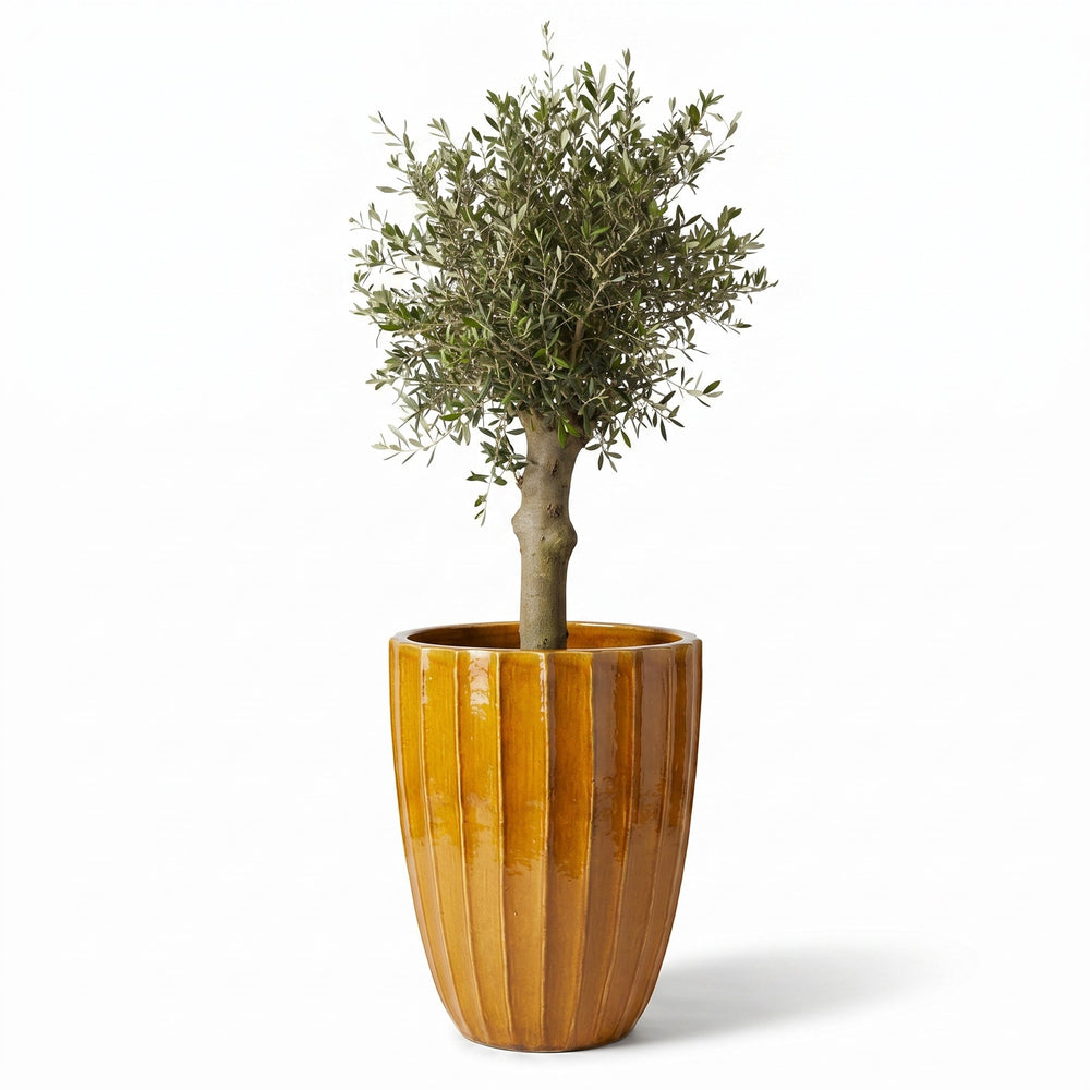 Drzewko oliwne (gruby pień) w doniczce HUGO 55×71 cm — Miodowa