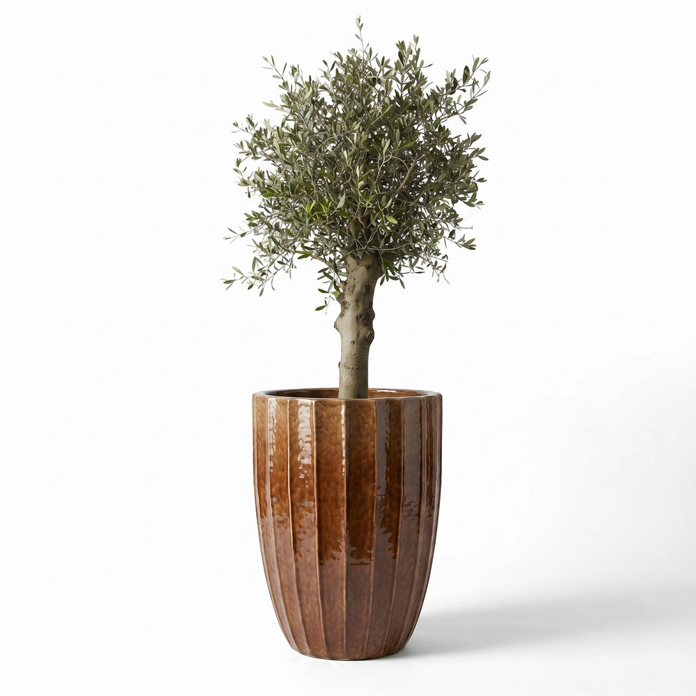 Drzewko oliwne (gruby pień) w doniczce HUGO 55×71 cm — Kora