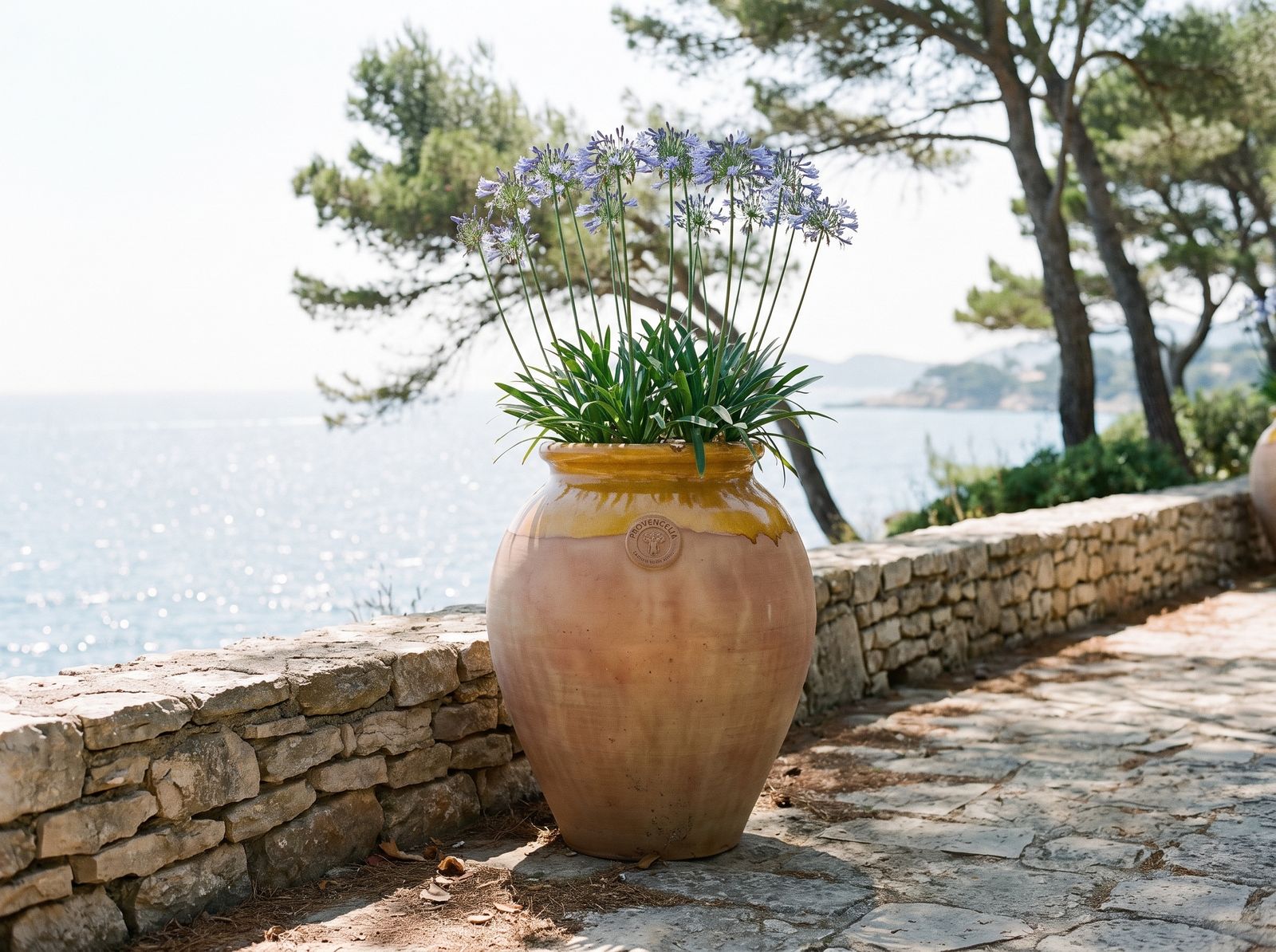 Biot z agapantem przy kamiennym murku nad morzem