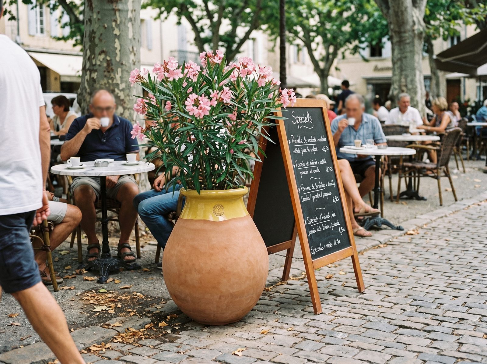 Biot z kwitnącym oleandrem na tarasie restauracji